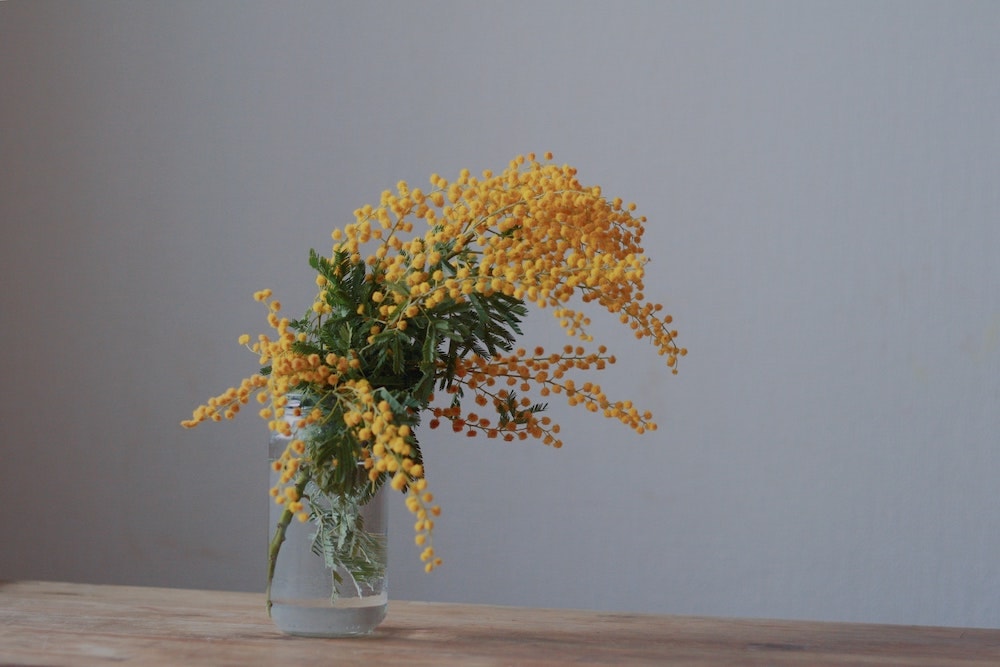 benefici della mimosa fiori di mimosa nel vaso